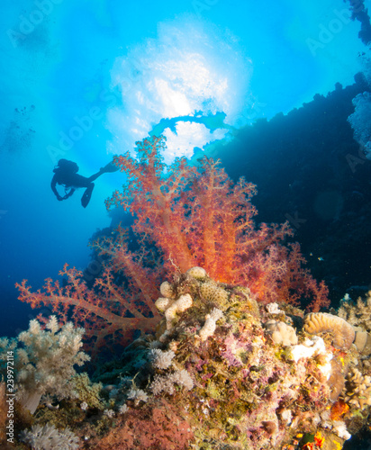 seabed with underwater life