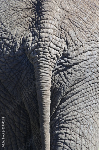 Ein Elefant von hinten im Knysna Elepaht Park in Südafrika