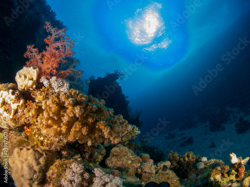 seabed with underwater life