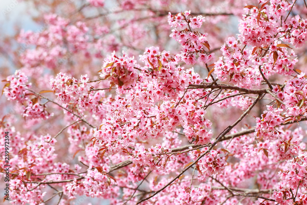 Wild Himalayan Cherry Blossoms in spring season (Prunus cerasoides), Sakura in Thailand, selective focus, Phu Lom Lo, Loei, Thailand. Wild Himalayan Cherry Blossoms in spring season (Prunus cerasoides), Sakura in Thailand, selective focus, Phu Lom Lo, Loei, Thailand.
