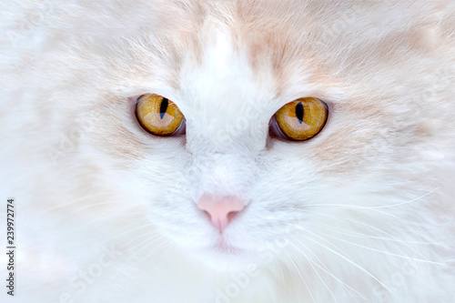 Fotografie portrait of a white turkish angora cat
