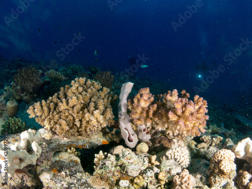 seabed with underwater life