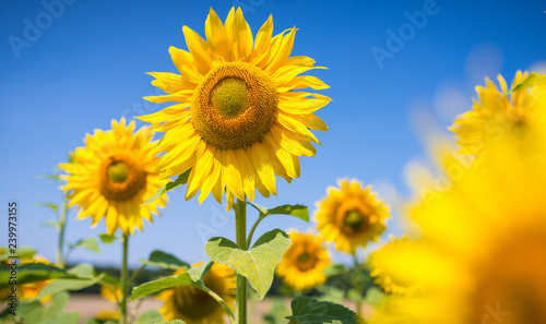 Sonnenblumen blauer Himmel