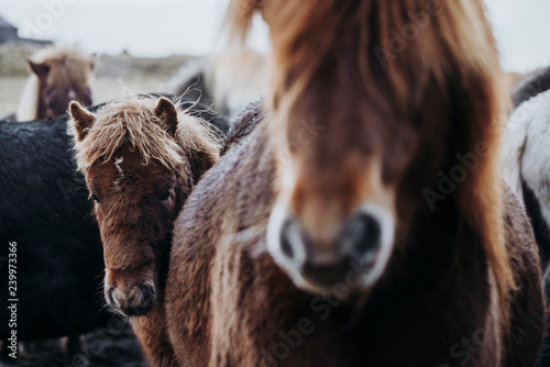 Fototapeta Naklejka Na Ścianę i Meble -  Beautiful grazing horses in Valley in Iceland