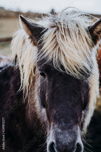 Beautiful grazing horses in Valley in Iceland