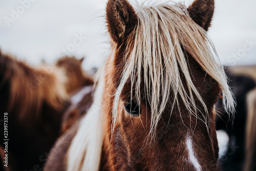 Fototapeta Naklejka Na Ścianę i Meble -  Beautiful grazing horses in Valley in Iceland