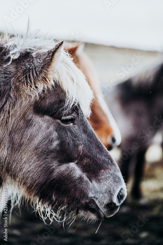 Fototapeta Naklejka Na Ścianę i Meble -  Beautiful grazing horses in Valley in Iceland