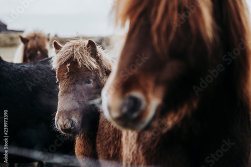 Fototapeta Naklejka Na Ścianę i Meble -  Beautiful grazing horses in Valley in Iceland