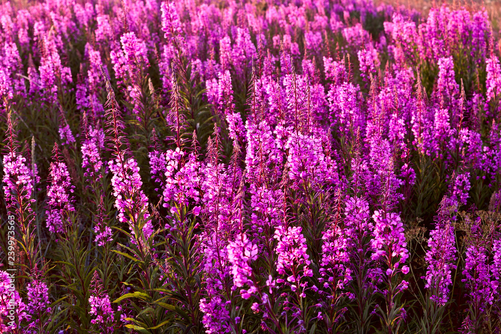 Fototapeta premium .flowers Ivan tea kiptey at sunset in backlight