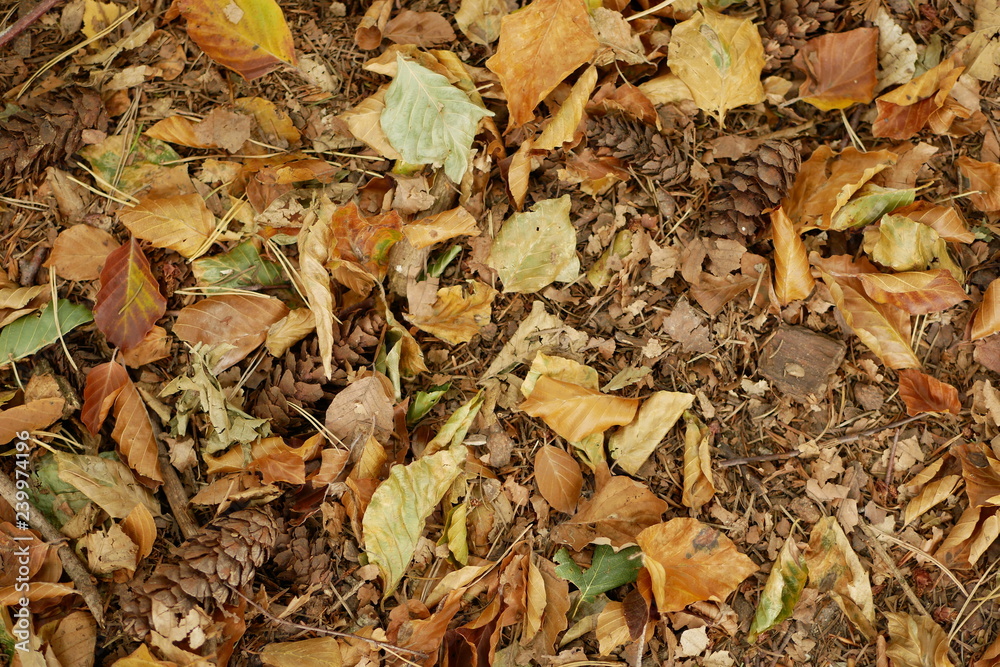 Autumn Autumn
