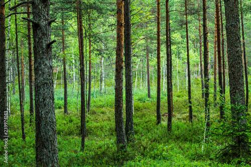 Eastern European Forest in National Park
