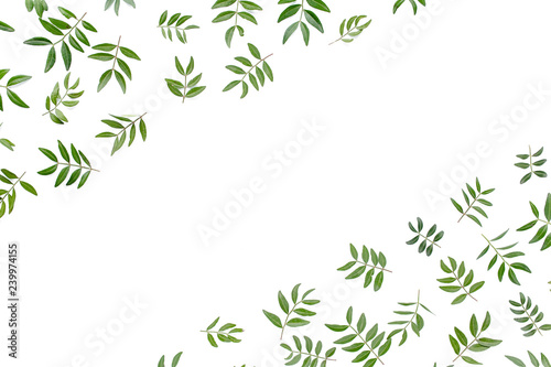Border frame with of green leaves isolated on white background. apartment layout, top view © K.Decor