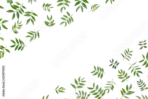 Fototapeta Naklejka Na Ścianę i Meble -  Border frame with of green leaves isolated on white background. apartment layout, top view