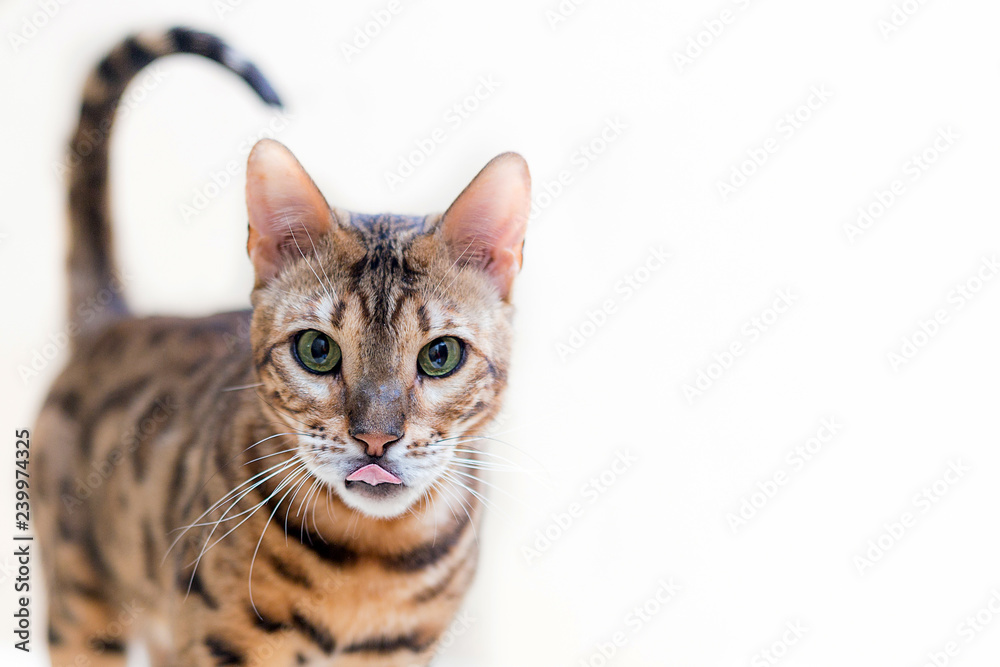 portrait of a cute bengal cat on a white background portrait of a cute bengal cat on a white background