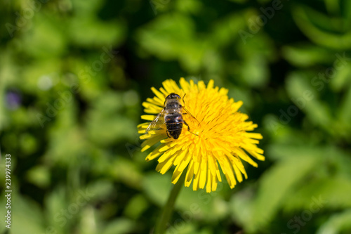 Bee on dandelion 