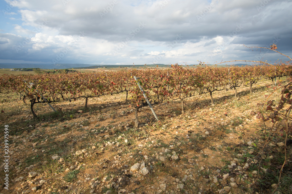 Autumn Vineyards and cellars in Fontanars dels Alforins and Moixent Valencia province Spain