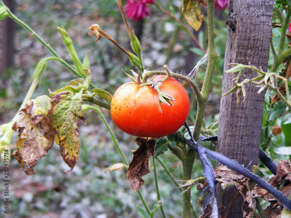 Red tomato on the vine