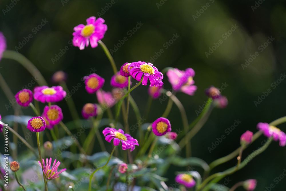 Little purple daisies. Selective focus