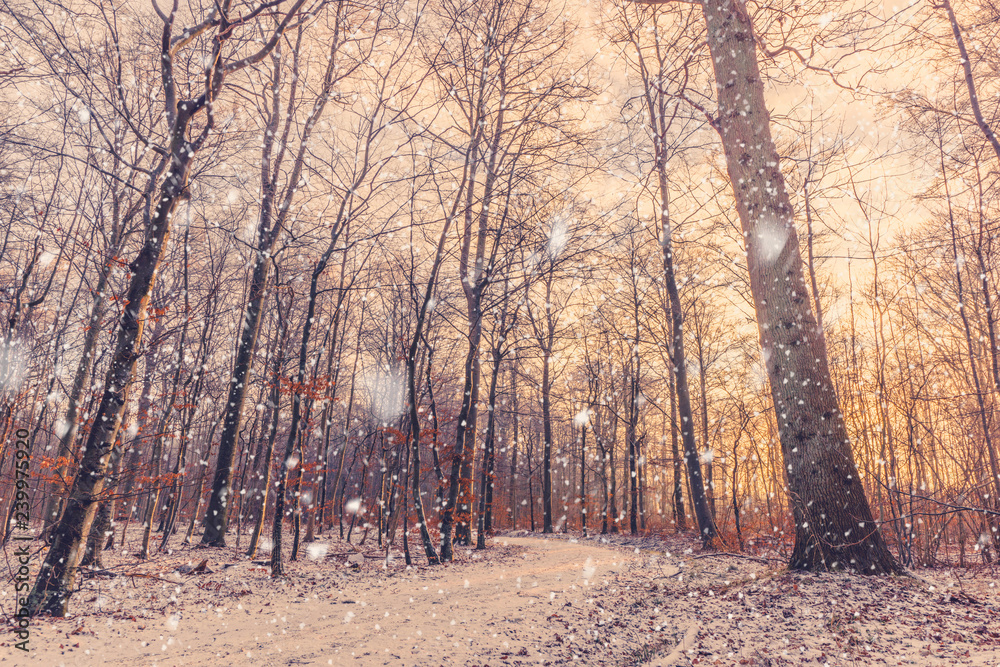 Morning snow falling in a forest with a beautiful sunrise Morning snow falling in a forest with a beautiful sunrise