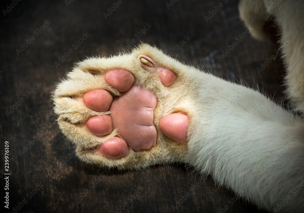 Paw of the White Lion Baby.