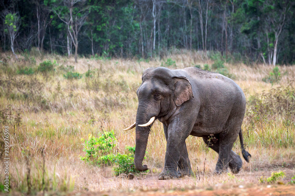 Obraz premium Asian elephant male in natural forest.