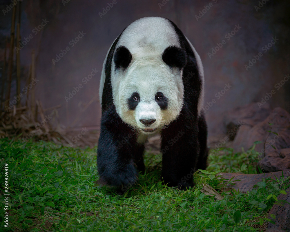 Fototapeta premium panda stands in the natural atmosphere of the forest.