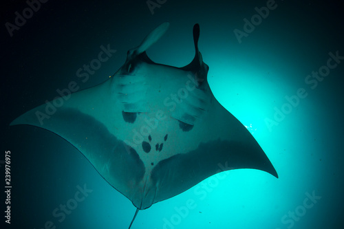 Manta Ray underwater. Scuba dive with Oceanic Mantas  © Richard Carey