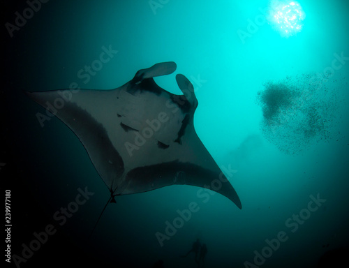Manta Ray underwater. Scuba dive with Oceanic Mantas  © Richard Carey