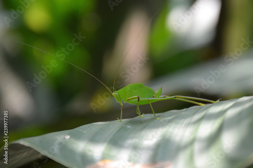 Macro photo of a big green locust with a long mustache on a green leaf in the sunlight with a blurred background. © Irina Kulikova
