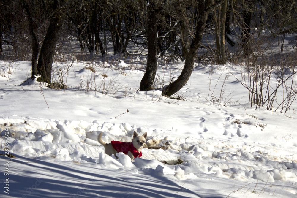Home dog in the winter forest. The little dog walks alone in the snow. On a white background in the snow on nature a domestic dog walks. Home dog in the winter forest. The little dog walks alone in the snow. On a white background in the snow on nature a domestic dog walks.