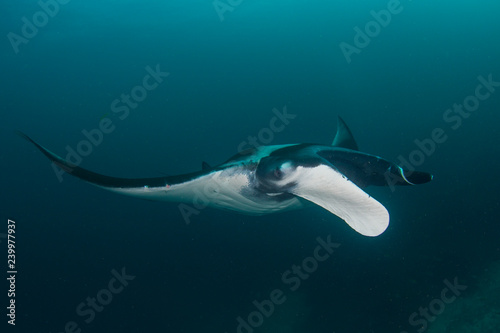 Manta Ray underwater. Scuba dive with Oceanic Mantas 