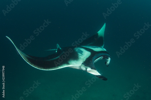 Manta Ray underwater. Scuba dive with Oceanic Mantas 