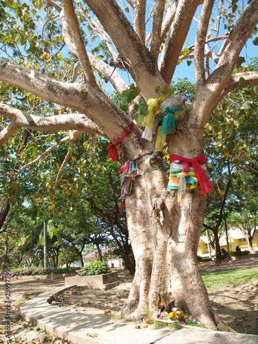 Symbolic tree with colored ribbons for ritual of Thai Buddhist Monks and people. It combines the pre-Buddhist values of spirit worship, the Buddhist values of respecting nature and saving the forests