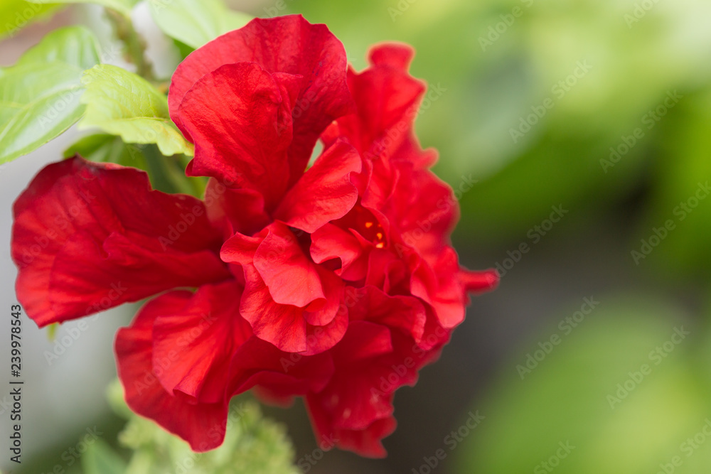 Red flower blossom leaves in a garden close up Red flower blossom leaves in a garden close up