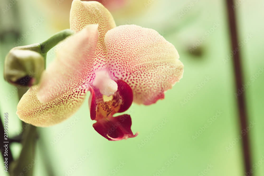 Branch of blooming pink orchid close up Branch of blooming pink orchid close up