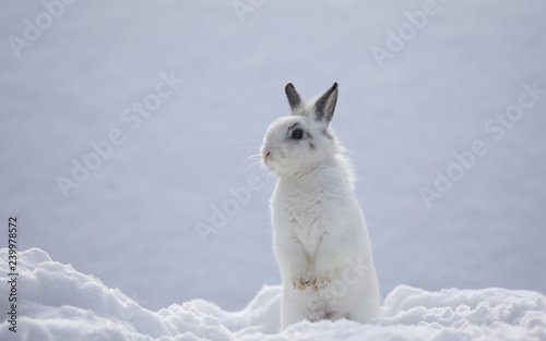 white rabbits in the snow,bunny in winter,white hare photo