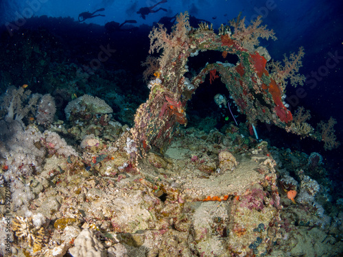 Fototapeta Naklejka Na Ścianę i Meble -  seabed with underwater life