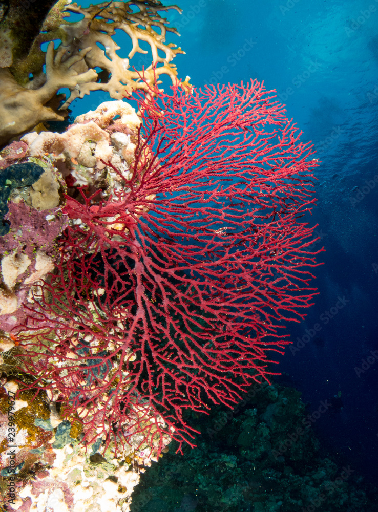 seabed with underwater life