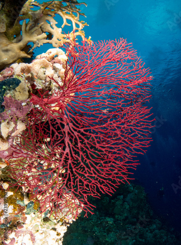 Obraz na płótnie seabed with underwater life w salonie