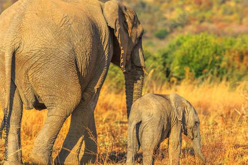 Back side of mother elephant with calf walking together. Safari game drive in Pilanesberg National Park, South Africa. The African Elephant is part of the Big Five