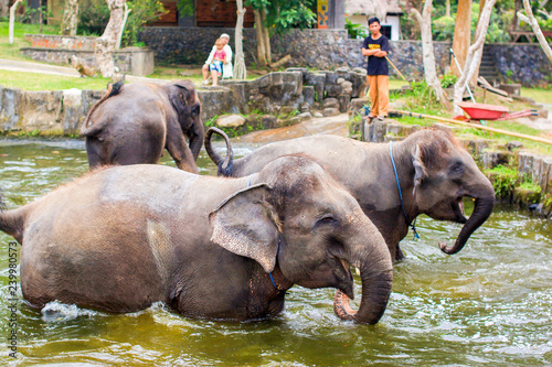 Canvas Print Baby elephants enjoing in water in Bali, Indonesia