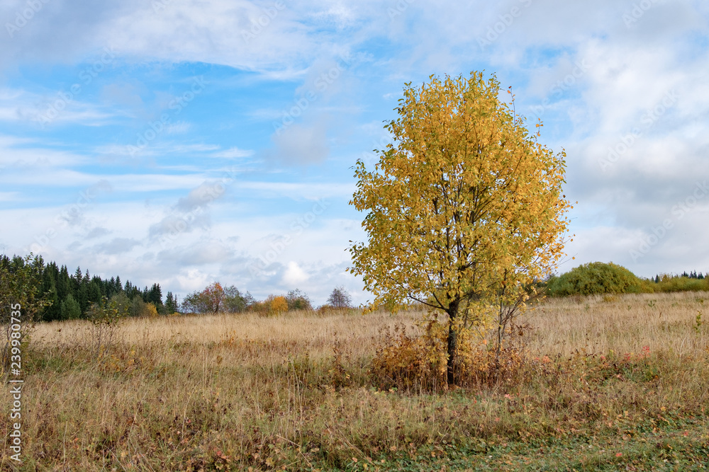 tree in a clearing in autumn with yellow leaves, blue sky with white