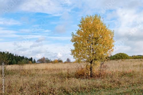 tree in a clearing in autumn with yellow leaves, blue sky with white