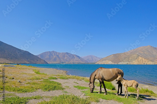 Wild horses at the dam of the Embalse Puclaro lake  Vicuna  Elqui valley  Chile  South America