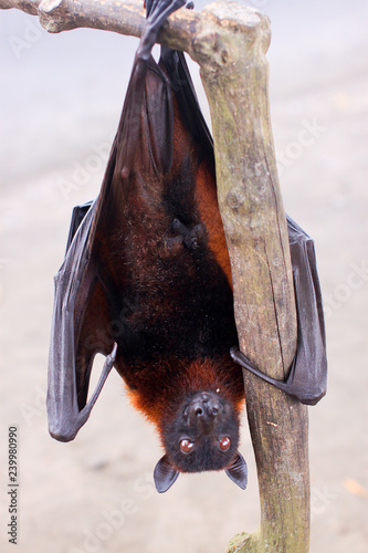 Close-up flying fox hanging down head from branch © Victoria Boroda