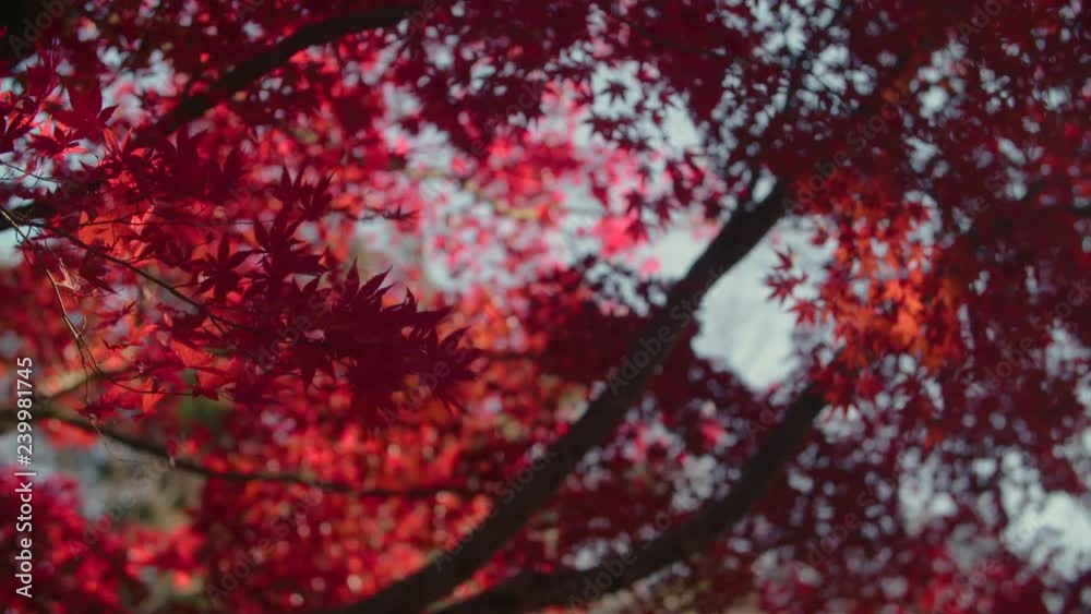 A light gust of wind removes vibrant red leaves from their branches in autumn A light gust of wind removes vibrant red leaves from their branches in autumn
