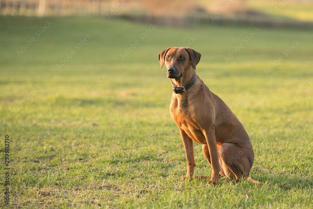 Proud Rhodesian Ridgeback dog is sitting on a green meadow against blurred background