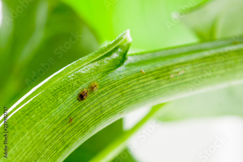 The Coccidae are a family of scale insects belonging to the superfamily Coccoidea. parasite leaf houseplant. houseplant pests. care of plants and flowers. macro  photo
