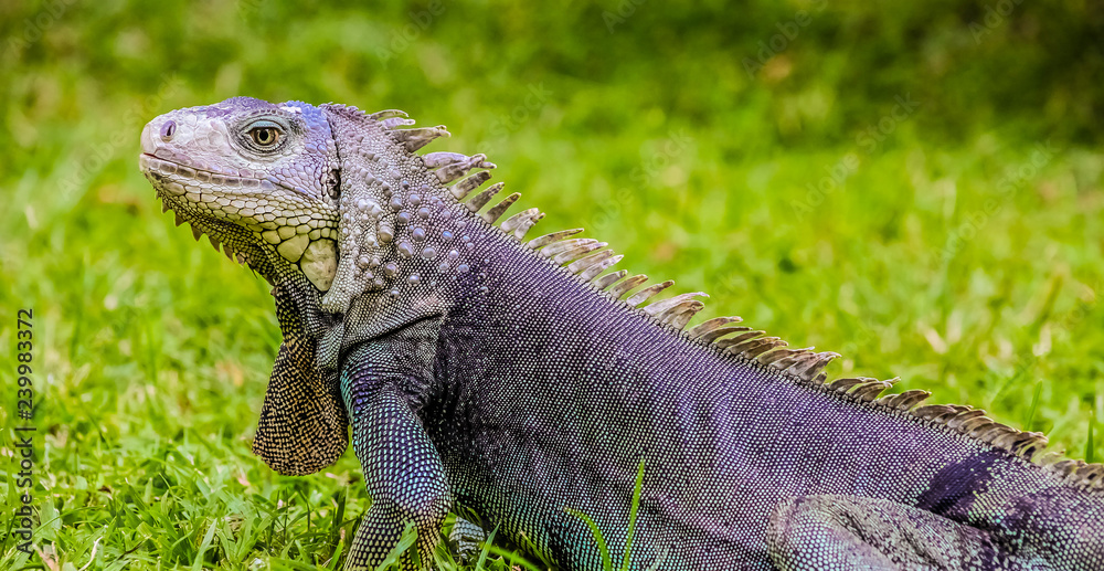 Close up of a Iguana on grass Close up of a Iguana on grass