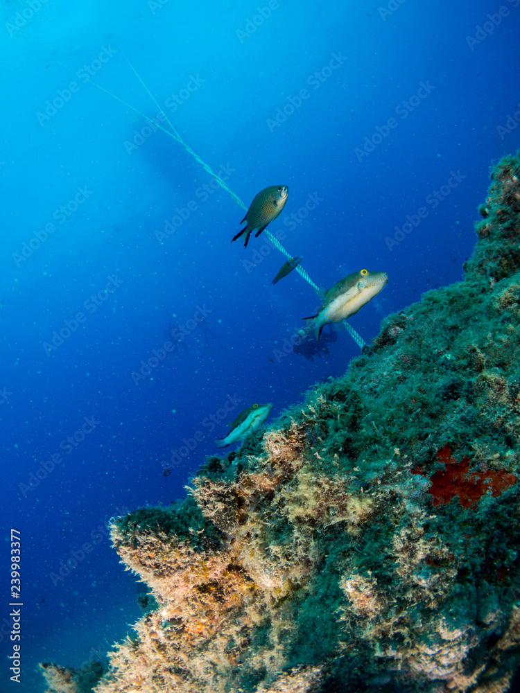 Obraz premium seabed with underwater life